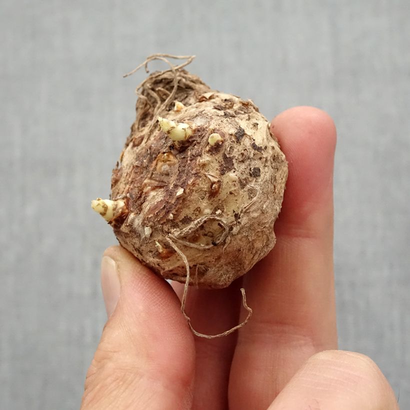 Exemplaar van Zantedeschia Captain Murano - Calla Bol kaliber 14+ zoals geleverd in de lente