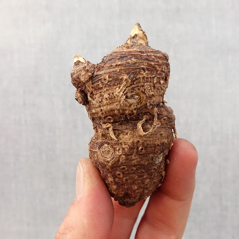 Exemplaar van Zantedeschia aethiopica - Witte aronskelk Bol kaliber 16+ zoals geleverd in de lente