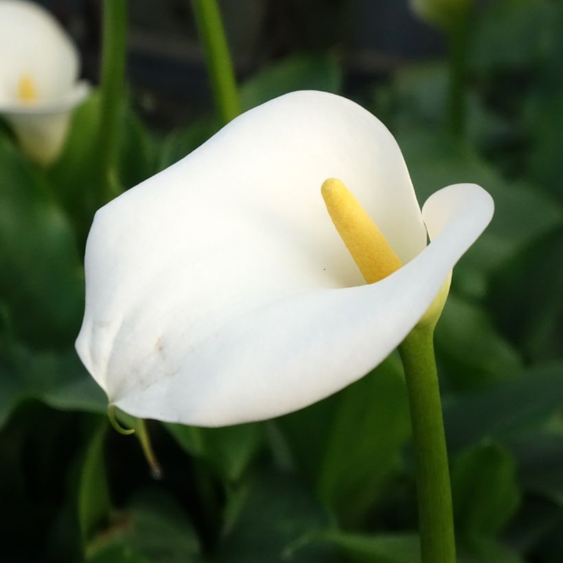 Zantedeschia aethiopica - Witte aronskelk (Bloei)