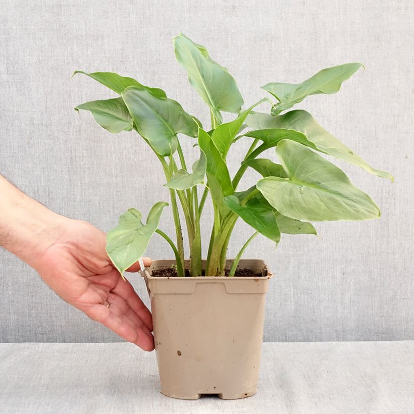 Exemplaar van Zantedeschia aethiopica - Witte aronskelk Pot van 2 l/3 l zoals geleverd in de herfst