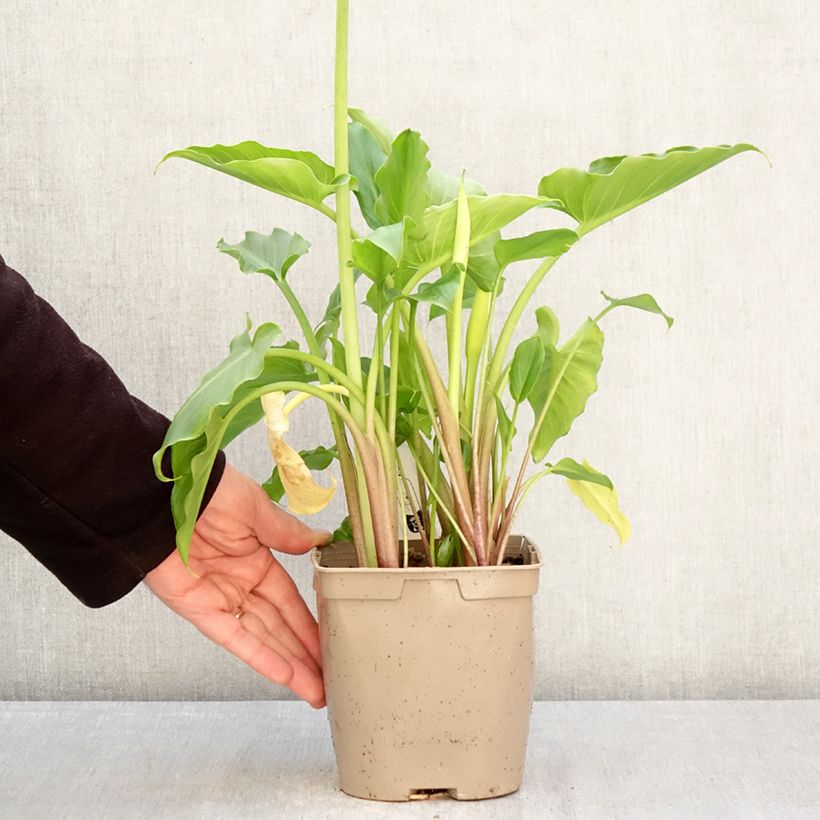 Exemplaar van Zantedeschia aethiopica - Witte aronskelk Pot van 2 l/3 l zoals geleverd in de lente