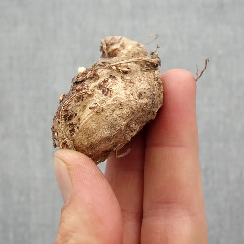 Exemplaar van Zantedeschia Flame - Calla Bol kaliber 14+ zoals geleverd in de lente