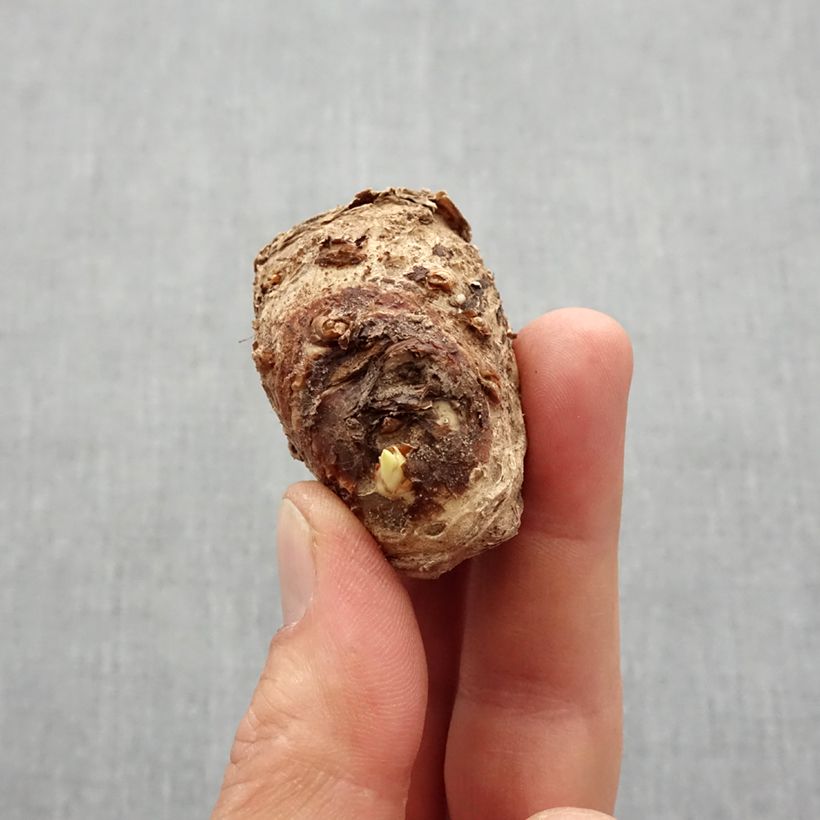 Exemplaar van Zantedeschia x elliottiana Solfatare - Calla Bol kaliber 14+ zoals geleverd in de lente