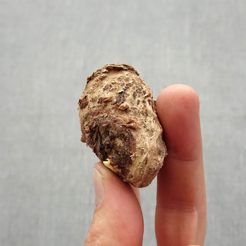 Exemplaar van Calla Auckland - Aronskelk Bol kaliber 14+ zoals geleverd in de lente