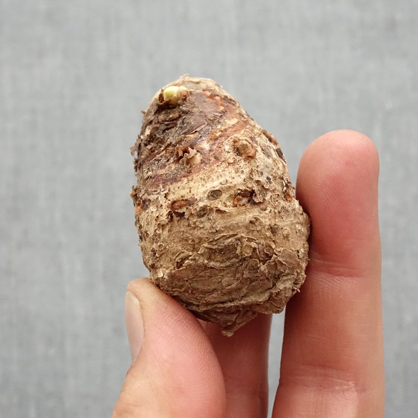 Exemplaar van Zantedeschia Captain Melrose - Calla Bol kaliber 14+ zoals geleverd in de lente