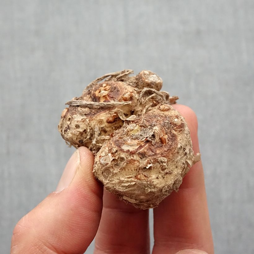 Exemplaar van Zantedeschia Red Alert - Calla Bol kaliber 14+ zoals geleverd in de lente