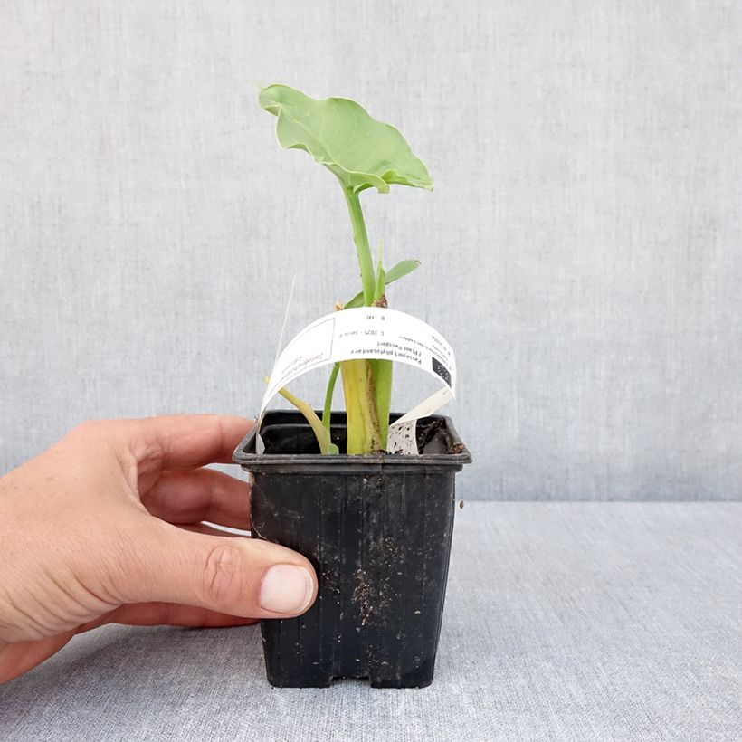 Exemplaar van Zantedeschia aethiopica Green Goddess - Witte aronskelk Kweekpotje van 8/9 cm kaliber 15+ zoals geleverd in de lente