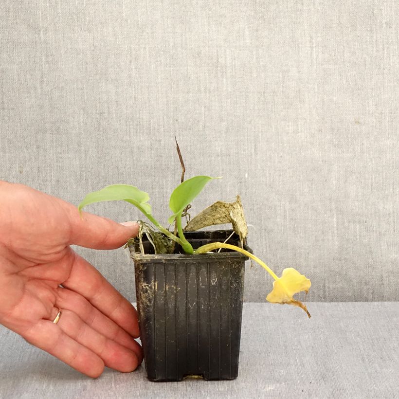 Exemplaar van Zantedeschia aethiopica Green Goddess - Witte aronskelk Kweekpotje van 8/9 cm kaliber 15+ zoals geleverd in de herfst