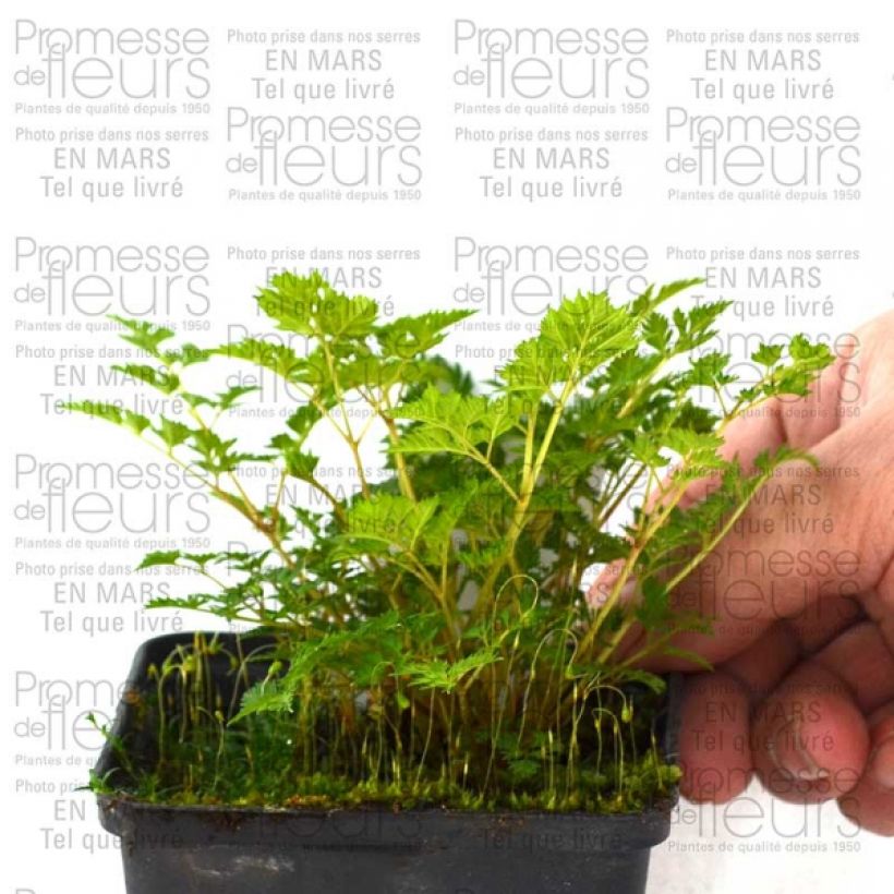Voorbeeld van een exemplaar van Aruncus aethusifolius - Geitenbaard Kweekpotje van 8/9 cm zoals geleverd