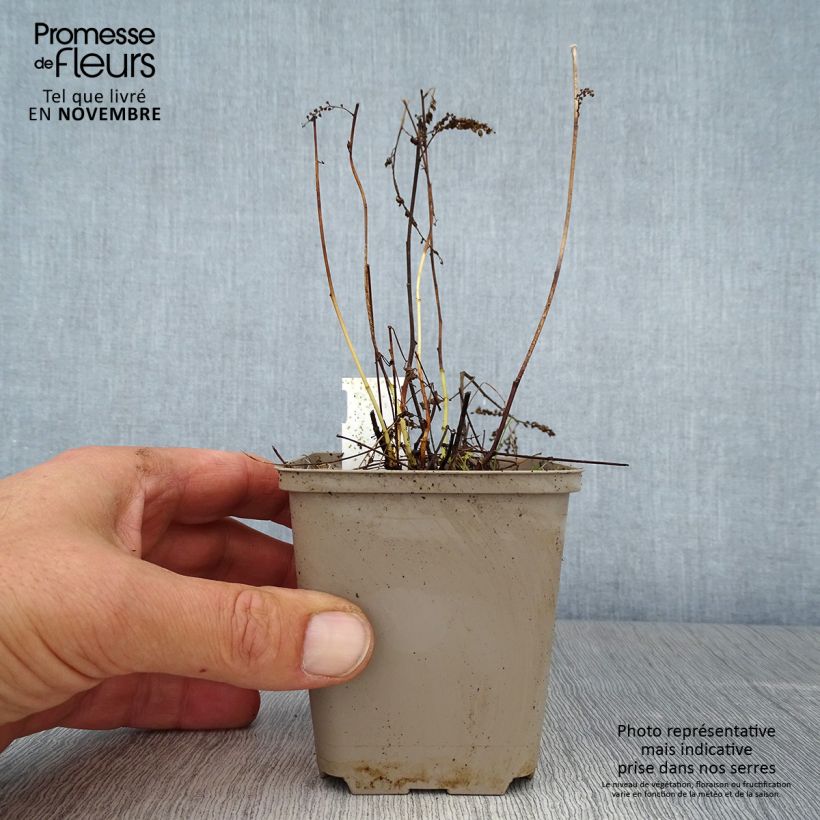 Exemplaar van Aruncus aethusifolius - Geitenbaard Kweekpotje van 8/9 cm zoals geleverd in de herfst
