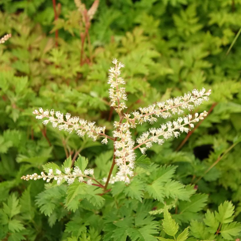 Aruncus aethusifolius - Geitenbaard (Bloei)