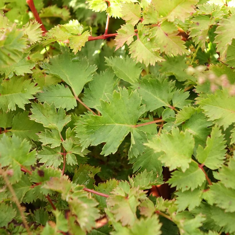 Aruncus Chantilly Lace - Geitenbaard (Blad)