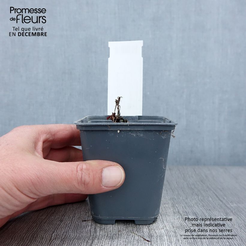 Exemplaar van Aruncus dioïcus var. kamtschaticus - Geitenbaard Kweekpotje van 8/9 cm zoals geleverd in de herfst