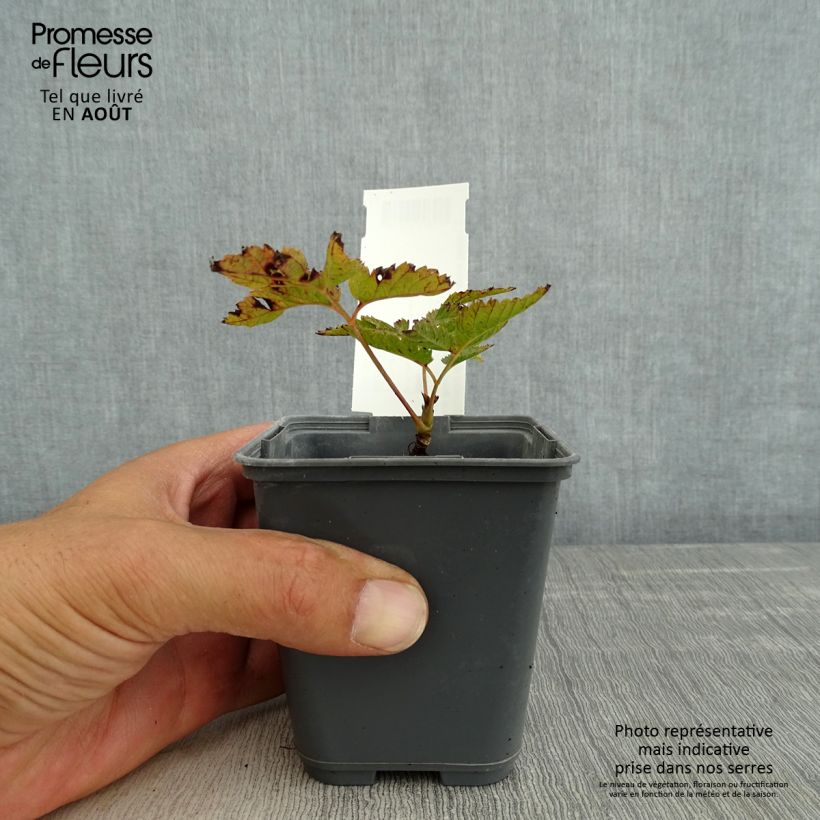 Exemplaar van Aruncus dioïcus var. kamtschaticus - Geitenbaard Kweekpotje van 8/9 cm zoals geleverd in de zomer