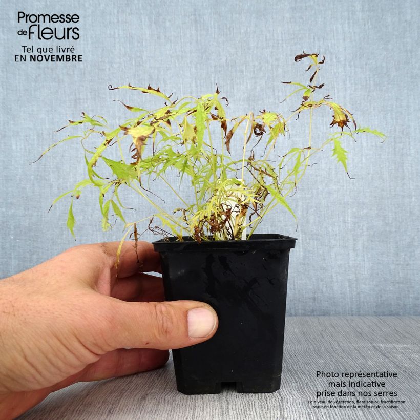 Exemplaar van Aruncus dioïcus Kneiffii - Geitenbaard Kweekpotje van 8/9 cm zoals geleverd in de herfst