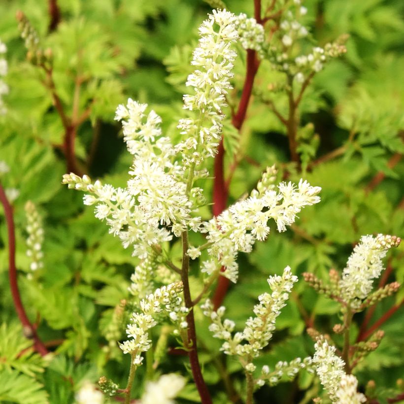 Aruncus dioïcus Kneiffii - Geitenbaard (Bloei)