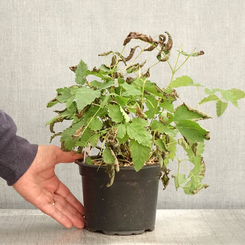 Exemplaar van Aruncus dioïcus sylvestris - Geitenbaard Pot van 2 l/3 l zoals geleverd in de herfst