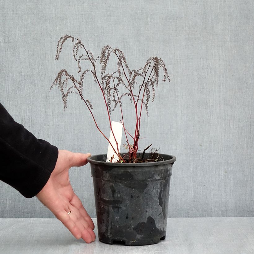 Exemplaar van Aruncus dioicus x aethusifolius Guinea Fowl - Geitenbaard Pot van 2 l/3 l zoals geleverd in de herfst