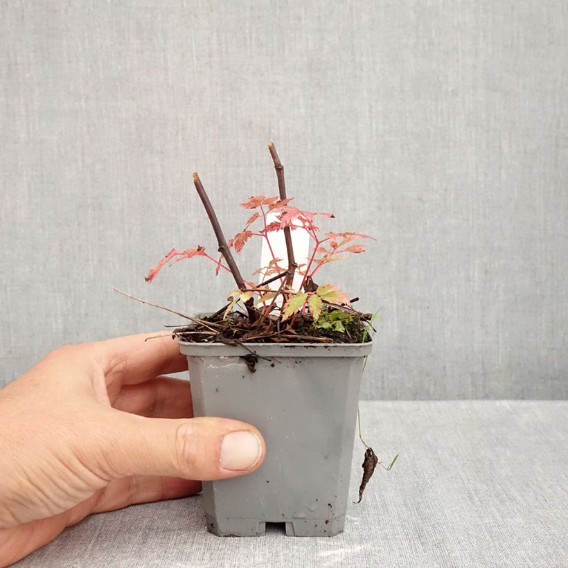 Exemplaar van Aruncus aethusifolius x dioicus Horatio - Geitenbaard Kweekpotje van 8/9 cm zoals geleverd in de herfst