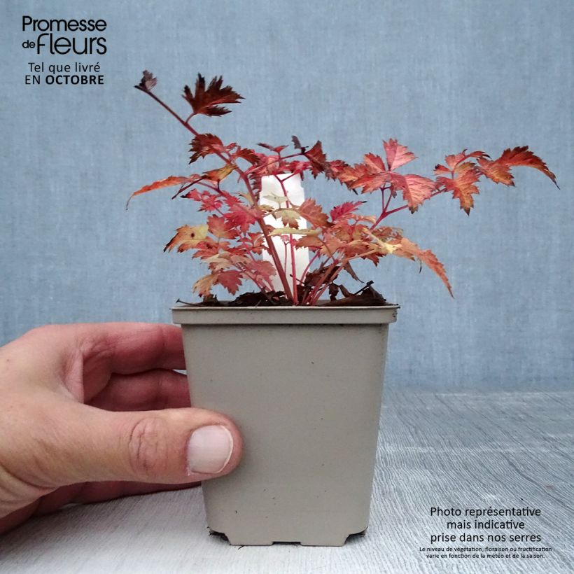Exemplaar van Aruncus aethusifolius x dioicus Misty Lace - Geitenbaard Kweekpotje van 8/9 cm zoals geleverd in de herfst
