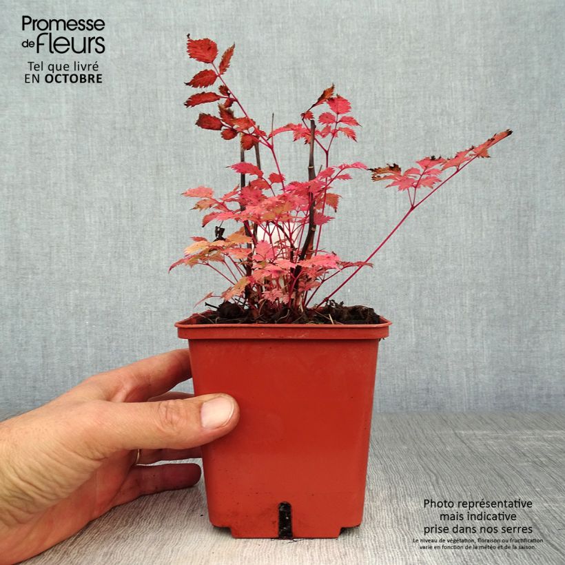 Exemplaar van Aruncus aethusifolius x dioicus Misty Lace - Geitenbaard Pot van 1 l/1,5 l zoals geleverd in de herfst