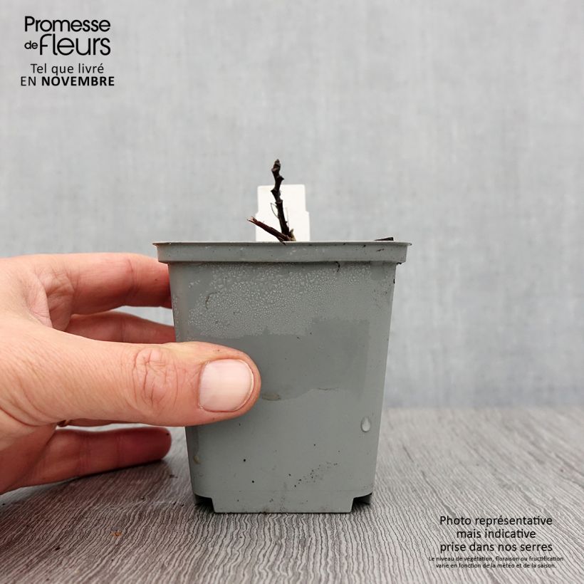 Exemplaar van Aruncus sinensis Zweiweltenkind - Geitenbaard Kweekpotje van 8/9 cm zoals geleverd in de herfst