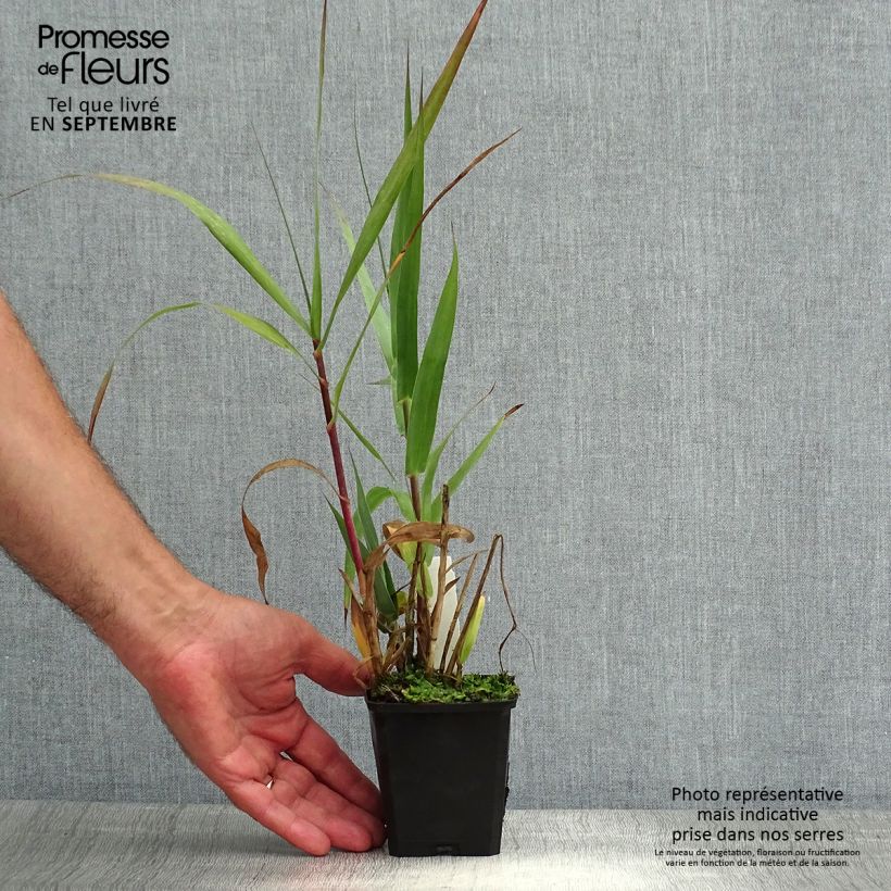Exemplaar van Arundo donax - Reuzenriet Kweekpotje van 8/9 cm zoals geleverd in de zomer