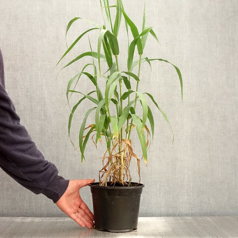 Exemplaar van Arundo donax - Reuzenriet Pot van 3 l/4 l zoals geleverd in de herfst