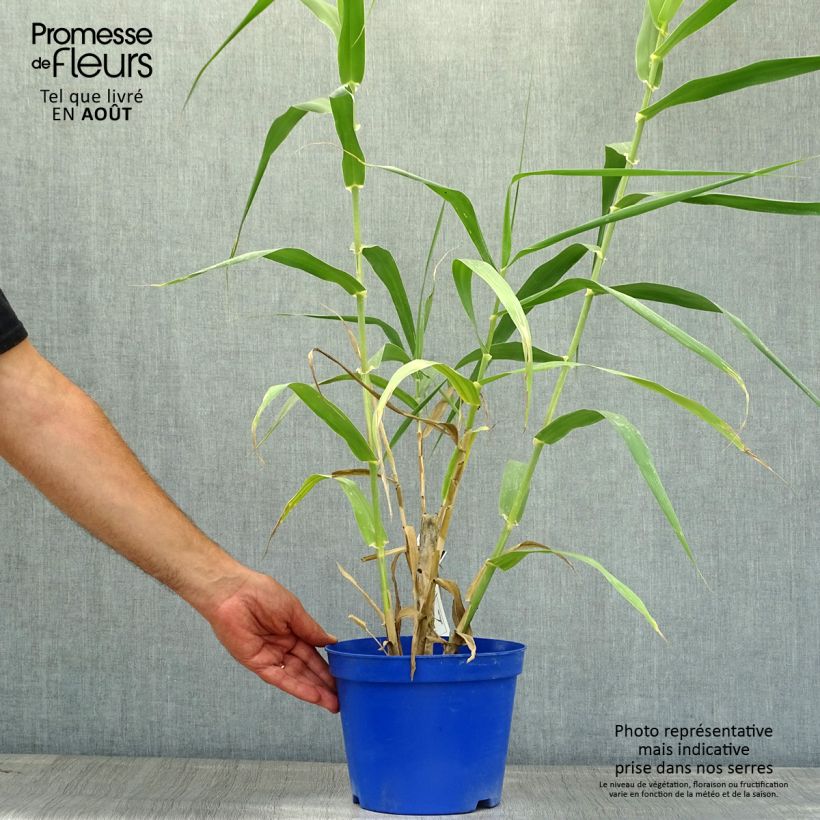 Exemplaar van Arundo donax - Reuzenriet Pot van 3 l/4 l zoals geleverd in de zomer