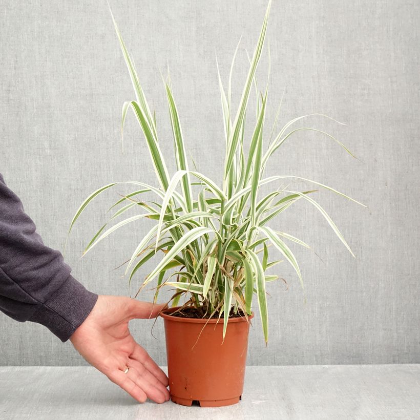 Exemplaar van Arundo donax Ely - Reuzenriet Pot van 1 l/1,5 l zoals geleverd in de herfst