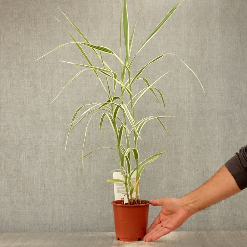 Exemplaar van Arundo donax Versicolor - Reuzenriet Pot van 1 l/1,5 l zoals geleverd in de zomer