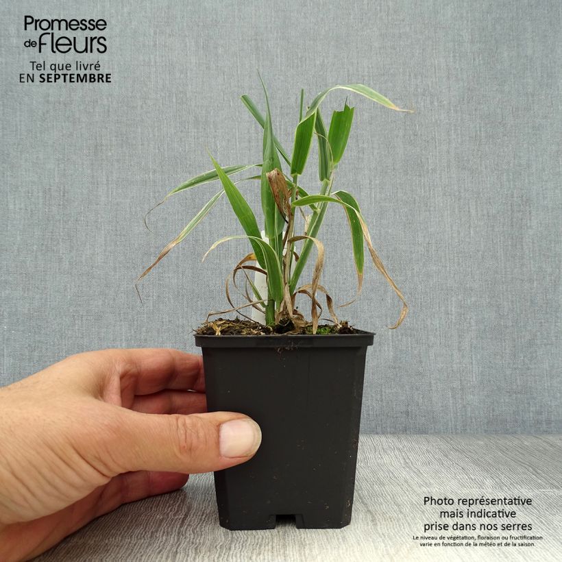 Exemplaar van Arundo donax Versicolor - Reuzenriet Kweekpotje van 8/9 cm zoals geleverd in de herfst