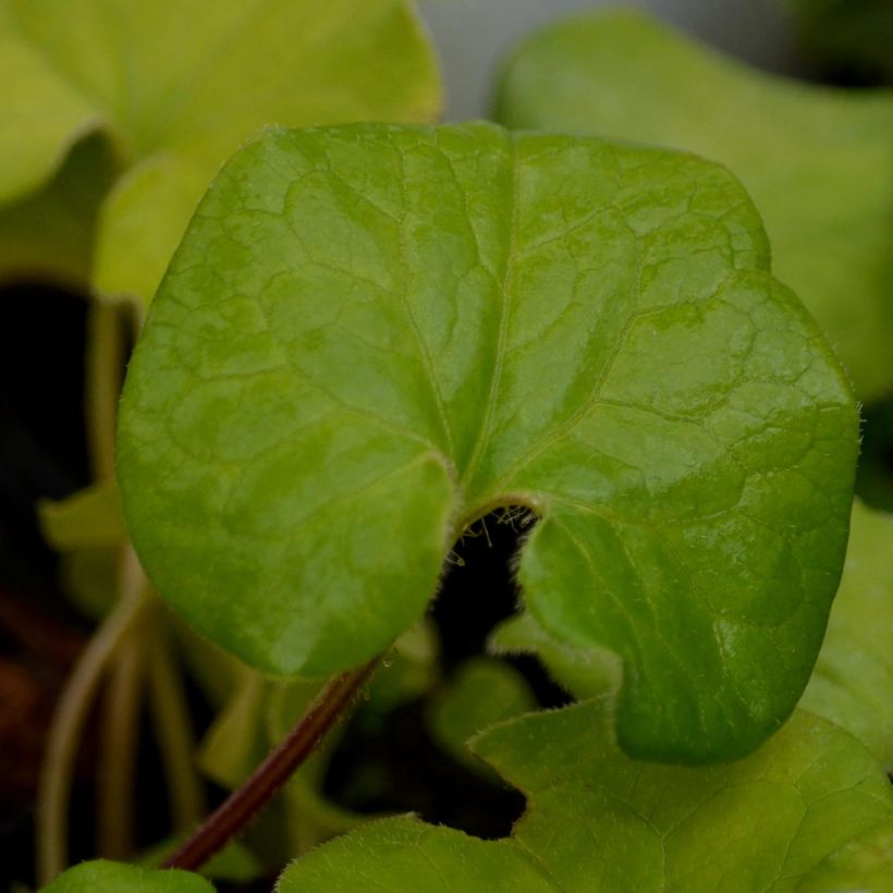 Asarum caudatum - Mansoor (Blad)