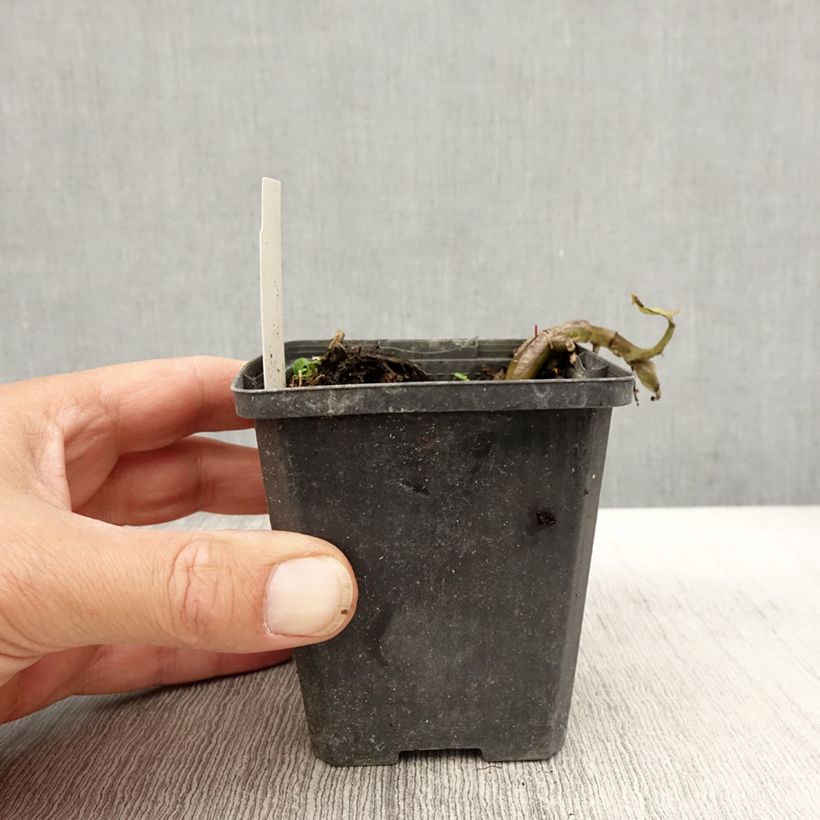 Exemplaar van Asarum caudatum - Mansoor Kweekpotje van 8/9 cm zoals geleverd in de herfst