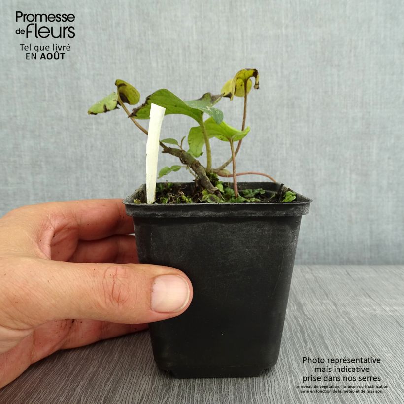 Exemplaar van Asarum caudatum - Mansoor Kweekpotje van 8/9 cm zoals geleverd in de zomer