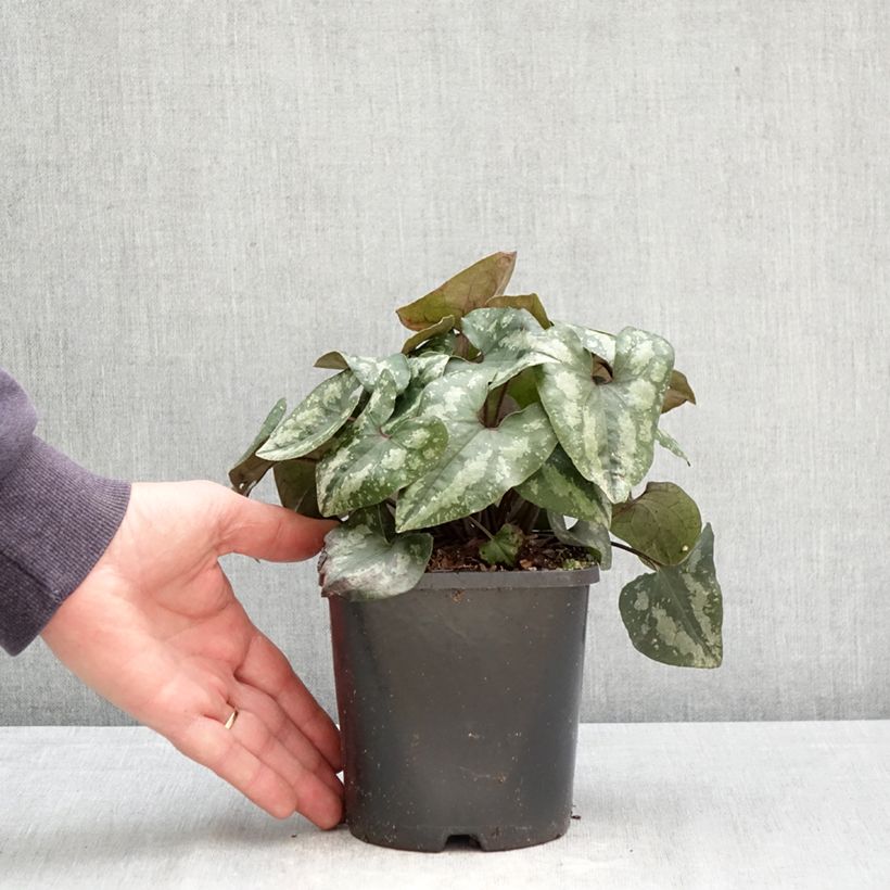 Exemplaar van Asarum splendens - Mansoor Pot van 1 l/1,5 l zoals geleverd in de lente