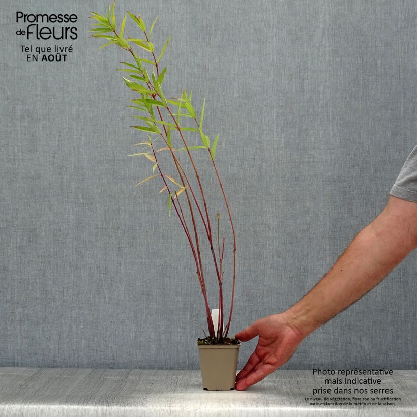 Exemplaar van Asclepias speciosa - Zijdeplant Kweekpotje van 8/9 cm zoals geleverd in de zomer