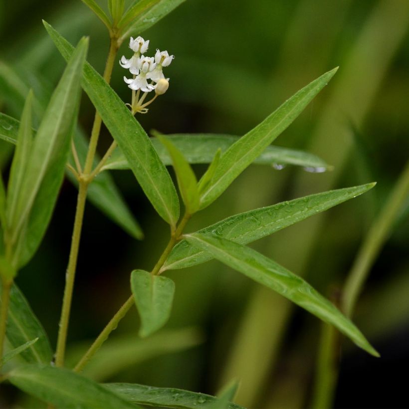 Asclepias incarnata Ice Ballet - zijdeplant rood (Blad)
