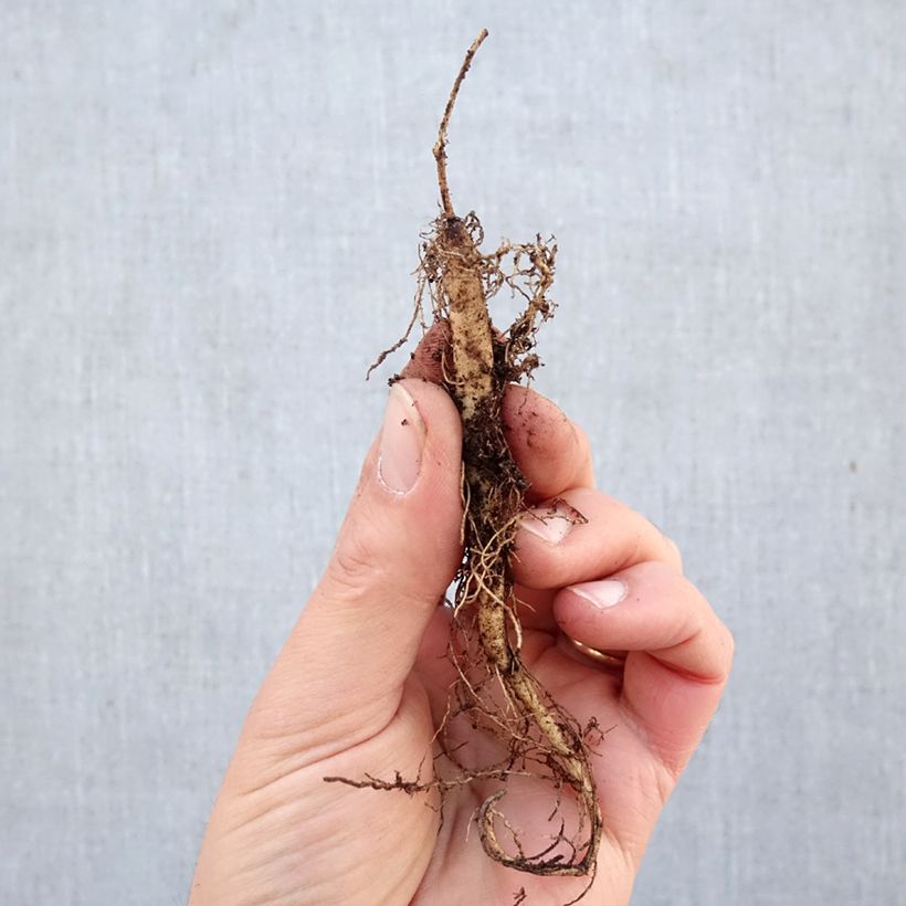 Exemplaar van Asclepias tuberosa - Knolzijdeplant Naakte wortel zoals geleverd in de winter