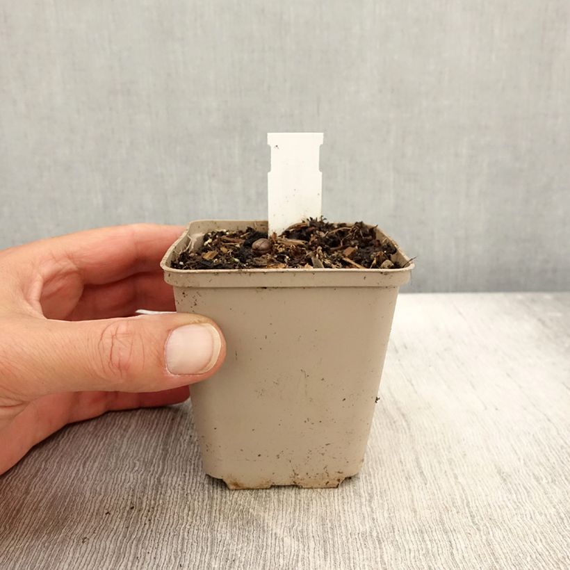 Exemplaar van Asclepias tuberosa Hello Yellow - Asclépiade tubéreuse Godet de 8/9 cm zoals geleverd in de herfst
