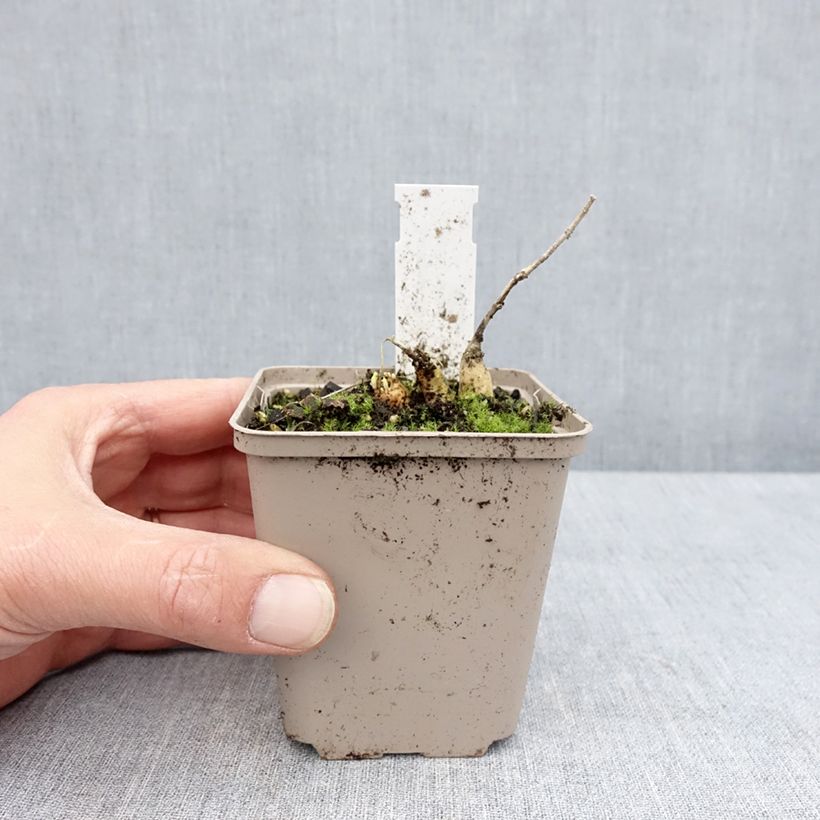 Exemplaar van Asclepias tuberosa Hello Yellow - Knolzijdeplant Kweekpotje van 8/9 cm zoals geleverd in de lente