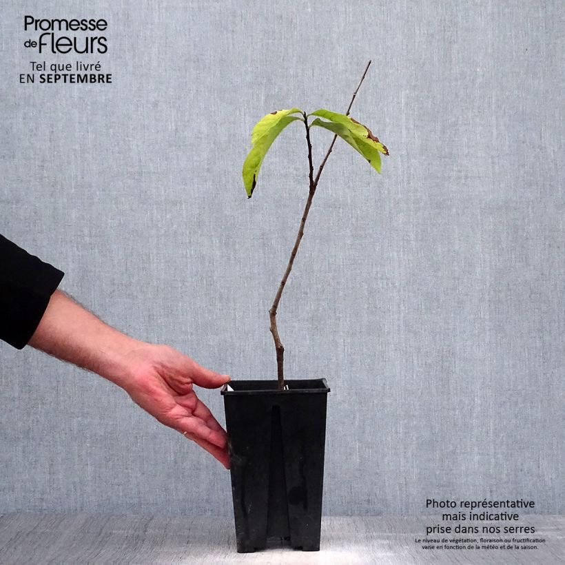 Exemplaar van Pawpaw Prima 1216 - Asimina triloba Pot van 2 l/3 l zoals geleverd in de herfst