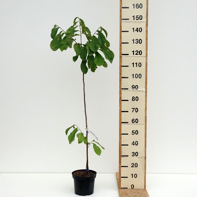 Exemplaar van Pawpaw Allegheny - Asimina triloba Pot van 3 l/4 l zoals geleverd in de zomer