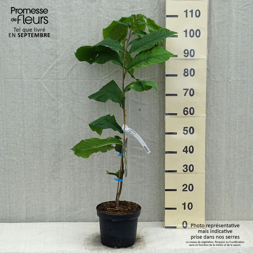 Exemplaar van Pawpaw Overleese - Asimina triloba Pot van 3 l/4 l zoals geleverd in de herfst