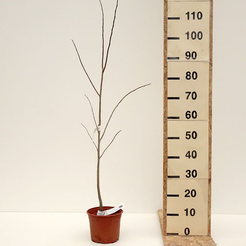 Exemplaar van Asimina triloba - Pawpaw Pot de 2L/3L zoals geleverd in de winter