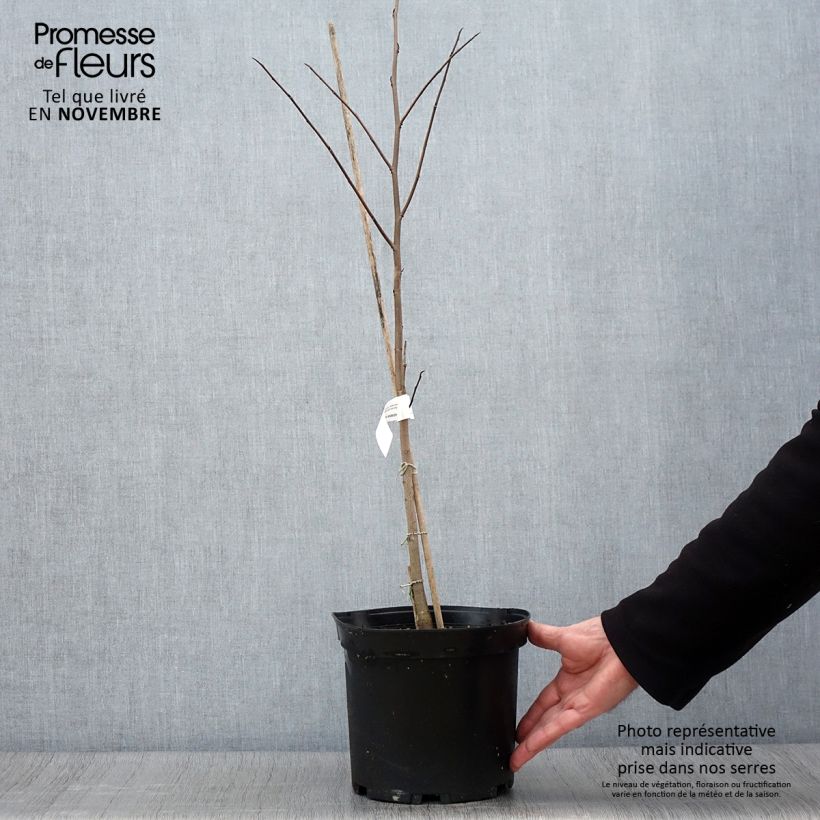 Exemplaar van Pawpaw - Asimina triloba Pot van 2 l/3 l zoals geleverd in de herfst