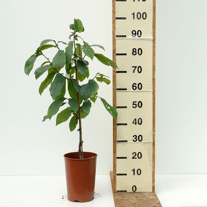 Exemplaar van Pawpaw Summer Delight - Asimina triloba Pot van 3 l/4 l zoals geleverd in de zomer