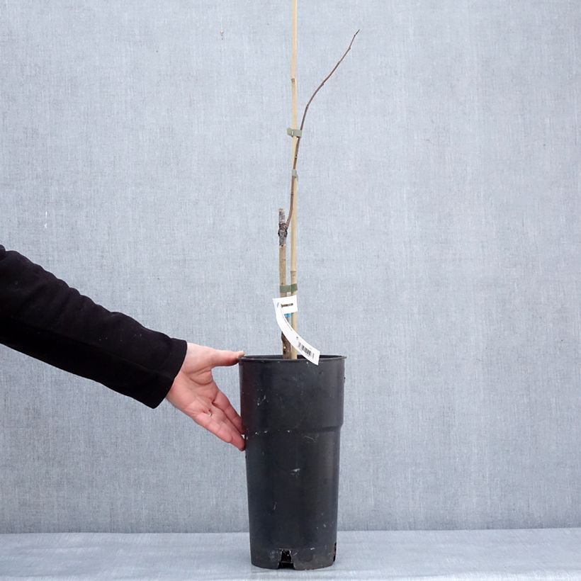 Exemplaar van Pawpaw Summer Delight - Asimina triloba Pot van 3 l/4 l zoals geleverd in de winter