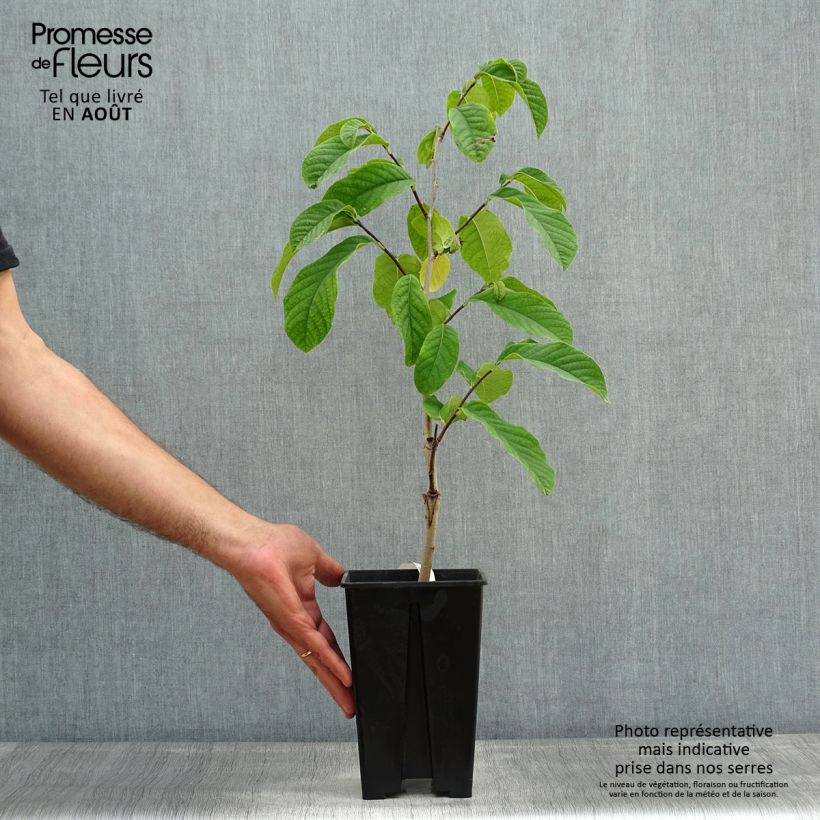 Exemplaar van Pawpaw Susquehanna - Asimina triloba Pot van 3 l/4 l zoals geleverd in de zomer
