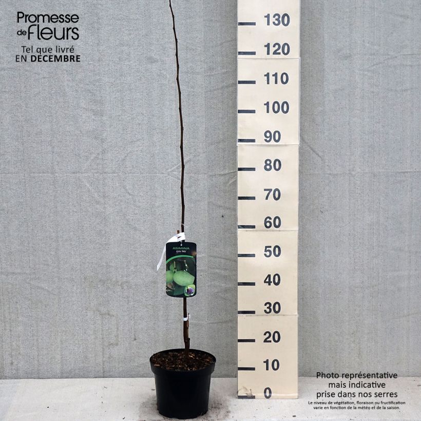 Exemplaar van Pawpaw Wells - Asimina triloba Pot van 4 l/5 l zoals geleverd in de herfst